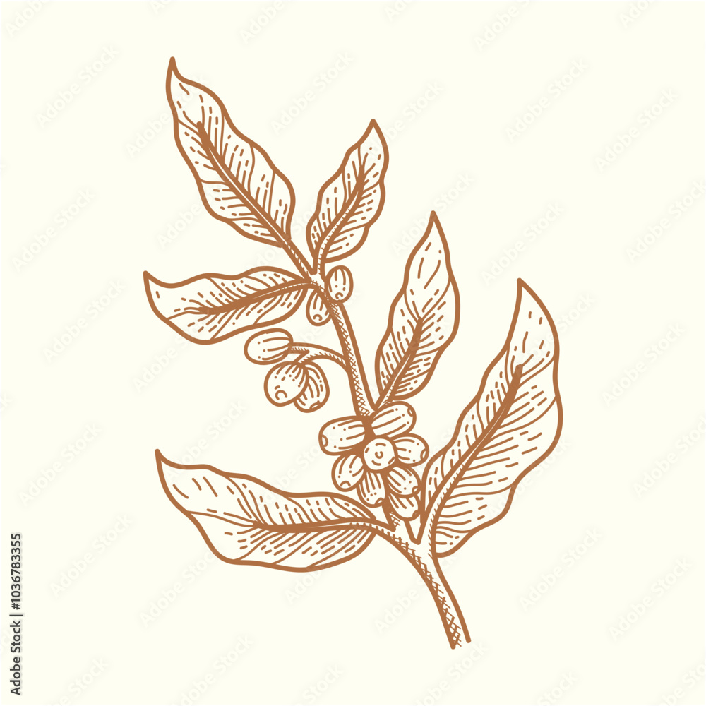 Coffee Illustration Coffee Illustration