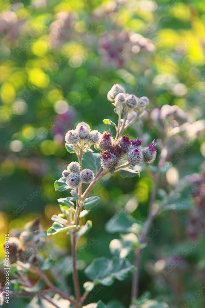 Burdocks growing in the field. Selective focus. Burdocks growing in the field. Selective focus.