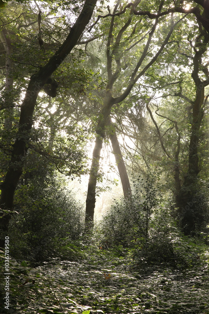 Misty light between the trees in a woodland Misty light between the trees in a woodland