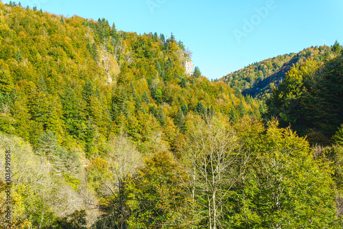 colorful autumn forest of beeches, firs... Irati Forest, Navarra, Spain, Europe. Tourist place very appreciated by its diversity declared patrimony of humanity. wallpaper, background