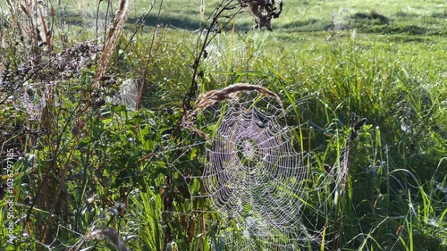A big spider web by the river. Dew on a spider's web in the rays of dawn. The sun's glare on the web. A neat large spider web on a background of thick green grass under the sunlight. Belarus. 4К