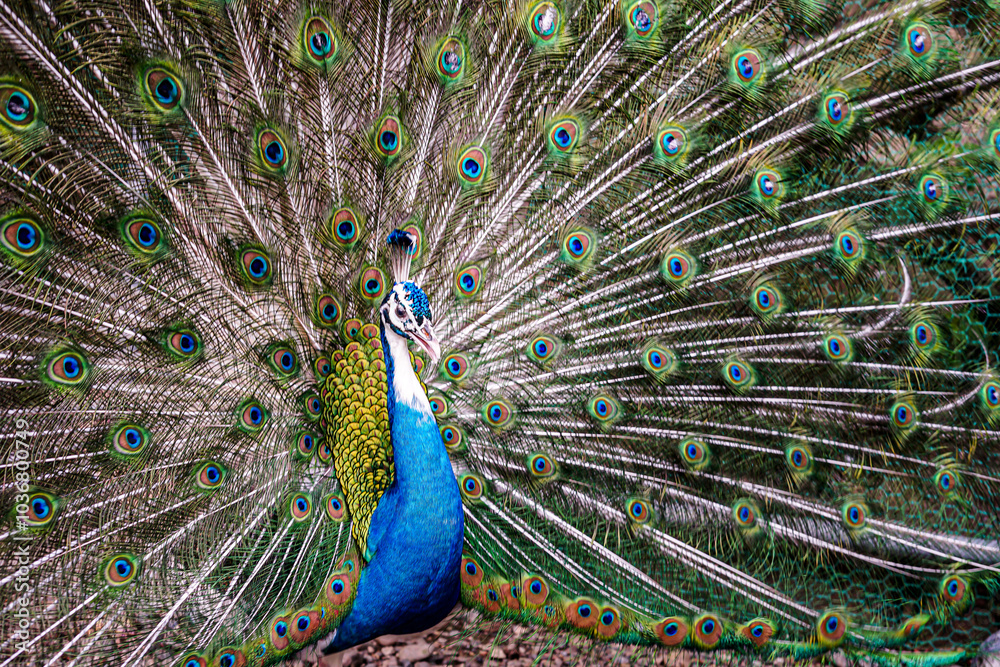 Obraz premium 羽を開いた美しい孔雀 / Beautiful peacock with open wings