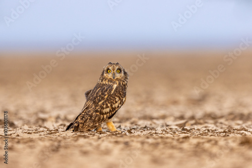 Short Eared Owl At Rann Of Kutch  photo