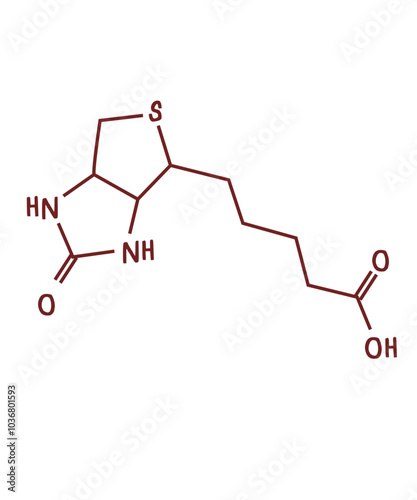 chemical structure of Vitamin B7 or biotin illustration