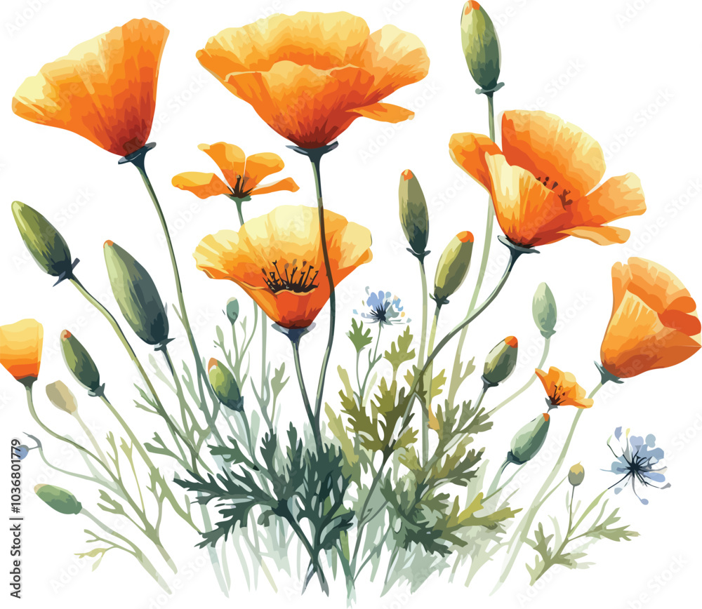 Obraz premium Watercolor Poppy Flowers in Bloom – Yellow Vector Art