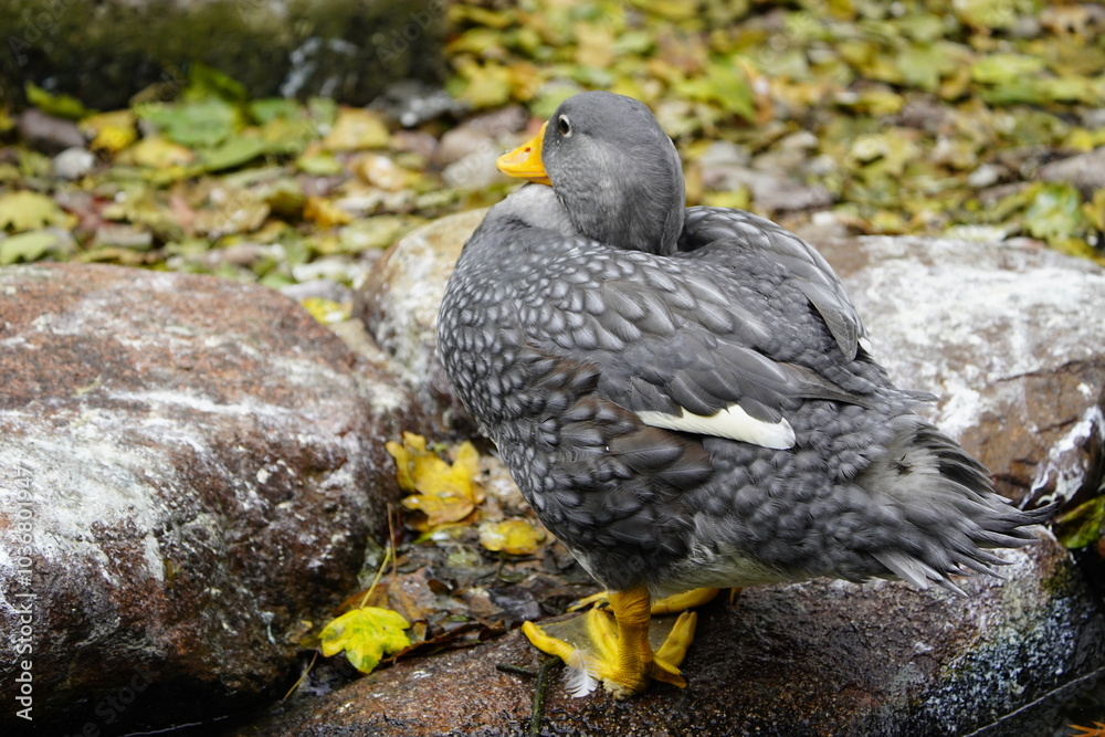The Fuegian steamer duck (Tachyeres pteneres) or the Magellanic flightless steamer duck, is a flightless duck native to South America. Vogelpark Walsrode, Geramany. The Fuegian steamer duck (Tachyeres pteneres) or the Magellanic flightless steamer duck, is a flightless duck native to South America. Vogelpark Walsrode, Geramany.