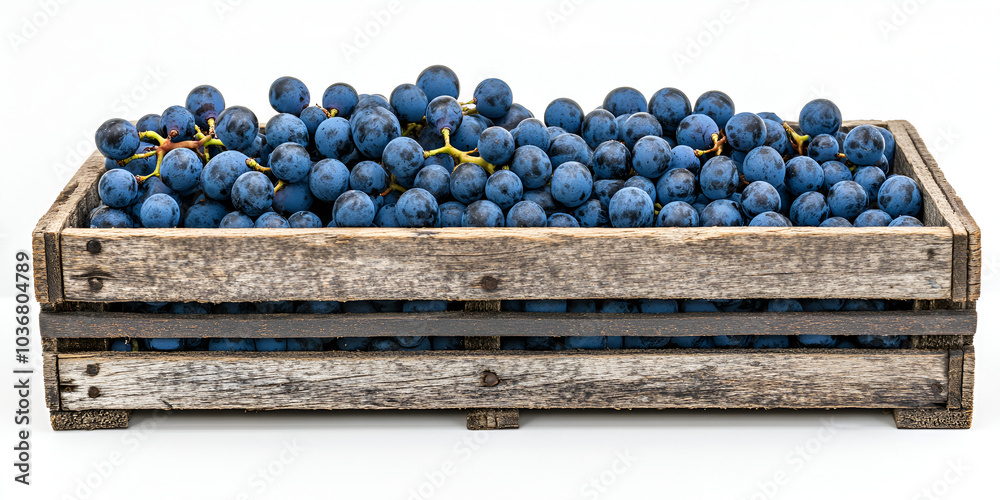 Fresh Blue Grapes in a Wooden Crate on White Background Fresh Blue Grapes in a Wooden Crate on White Background