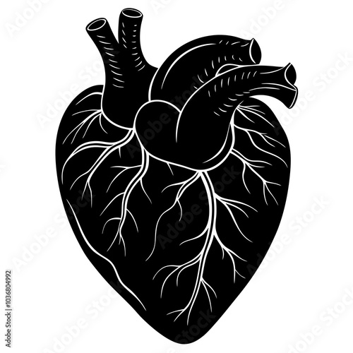 human heart vector artwork and illustration