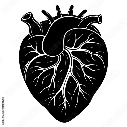 human heart vector artwork and illustration