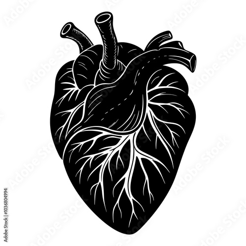 human heart vector artwork and illustration