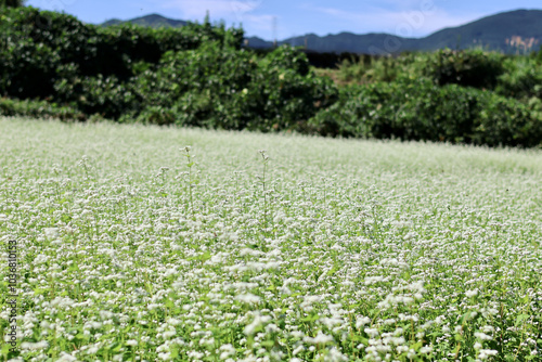 そばの花が咲く丘　白とピンクのそばの花　青空と白いそばの花の美しいコントラストが印象的な風景