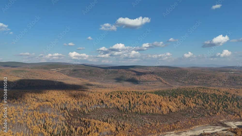 Flying on a quadcopter over the taiga, in autumn. Yellow larch, blue sky, clouds, moving forward. Flying on a quadcopter over the taiga, in autumn. Yellow larch, blue sky, clouds, moving forward.