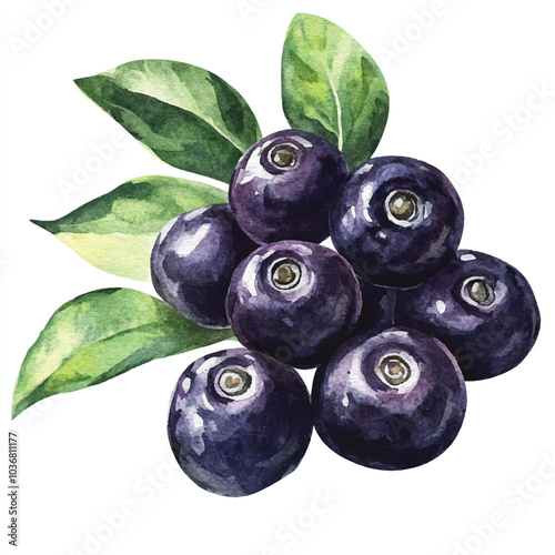 Acai berry fruit watercolor clipart illustration