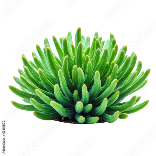 Lush Green Succulent Plant with Thick and Textured Leaves.