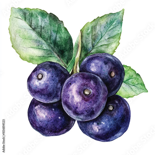 Acai berry fruit watercolor clipart illustration