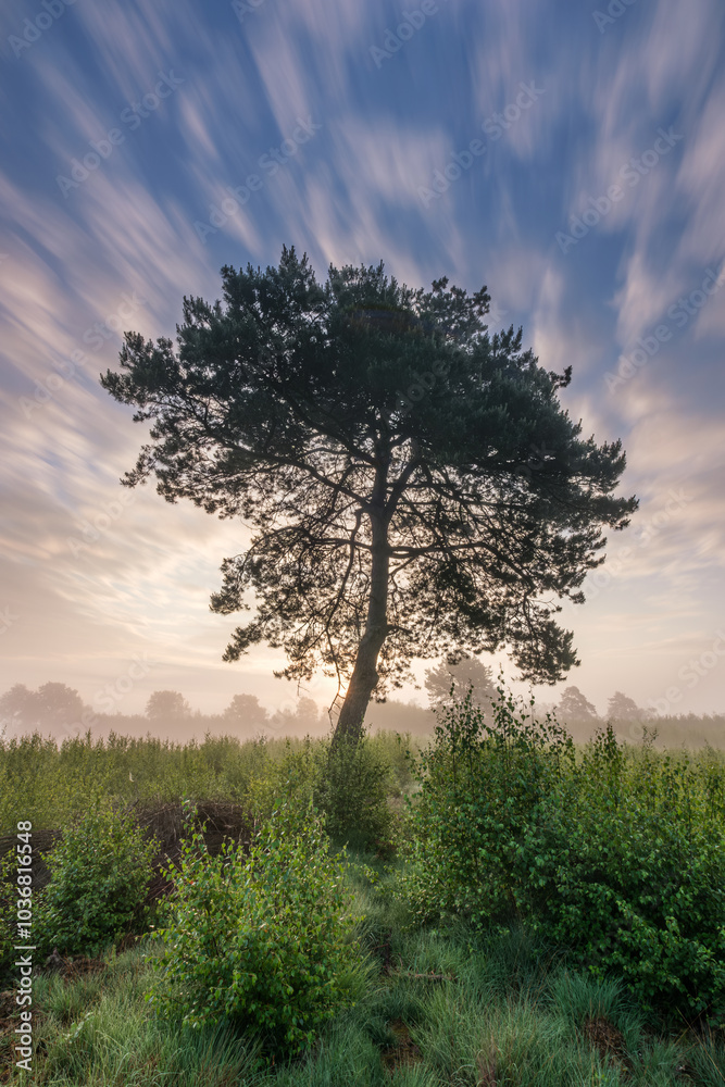 Obraz premium Ziehende Wolken hinter einem Baum im Moor