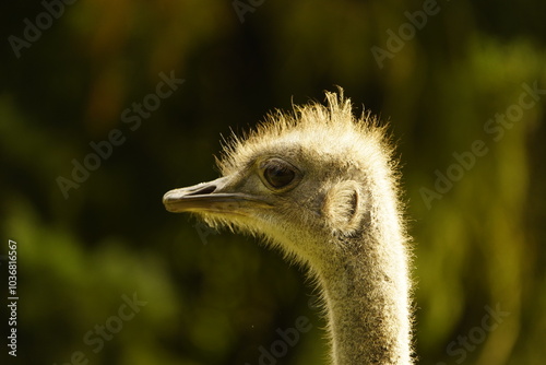 Profile of a North African ostrich or red-necked ostrich (Struthio camelus camelus), also known as the Barbary ostrich, Struthionidae family. Vogelpark Walsrode, Germany. photo