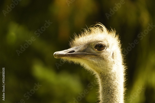 Profile of a North African ostrich or red-necked ostrich (Struthio camelus camelus), also known as the Barbary ostrich, Struthionidae family. Vogelpark Walsrode, Germany. photo