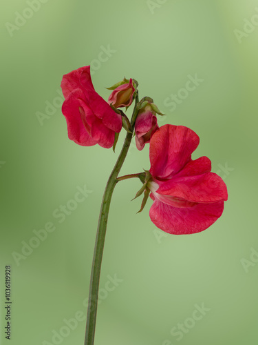 Closeup of Sweet pea Flower Lathyrus Odoratus 'Red Ensign' on a diffused green background photo