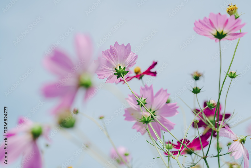 江ヶ崎コスモス畑に咲くコスモスの花