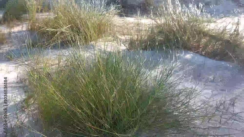 grass in the wind grass in the wind