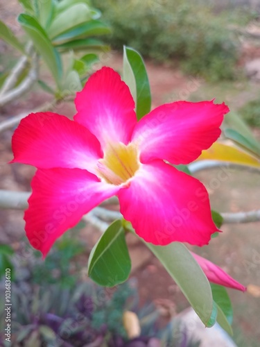 Adenium flower