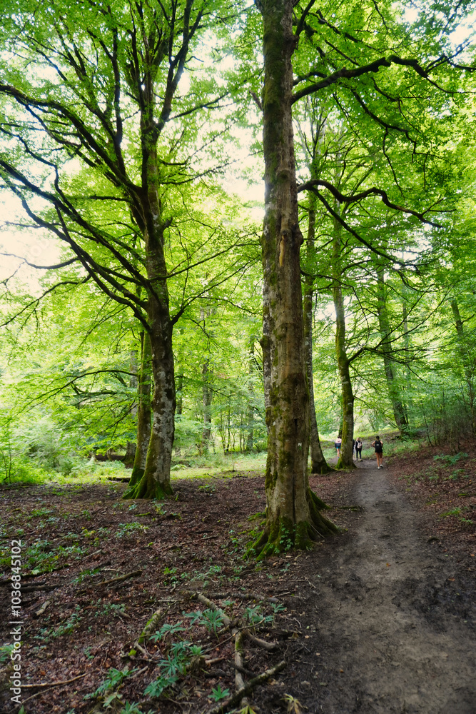 Irati Jungle. Navarra, Spain. The Irati jungle (Iratiko oihana) is a forest distributed between Navarra (Spain) and France. It is one of the largest and best preserved beech and fir forests in Europe