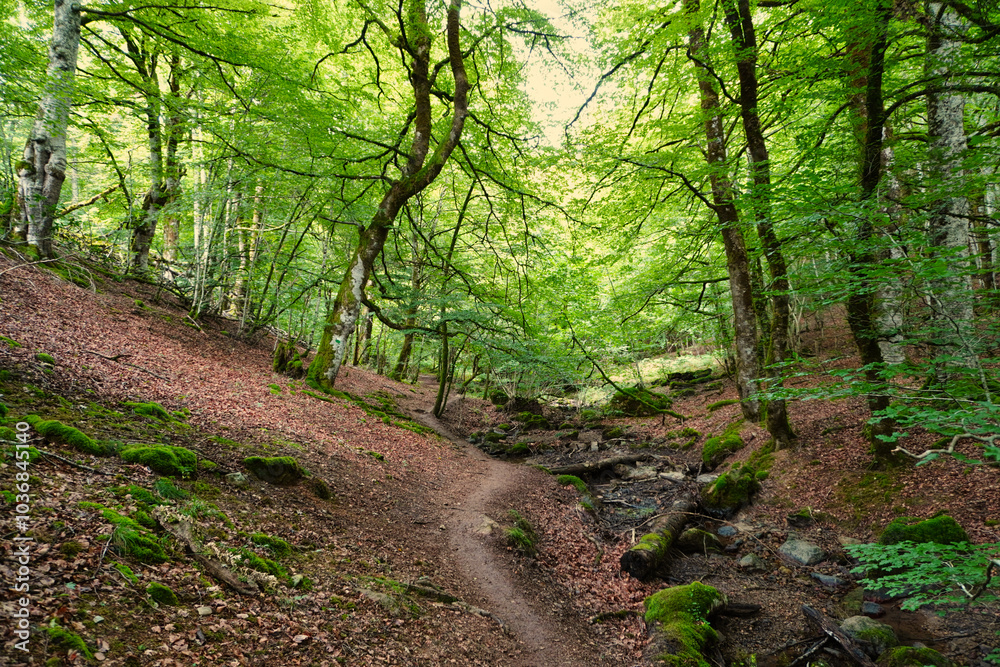 Irati Jungle. Navarra, Spain. The Irati jungle (Iratiko oihana) is a forest distributed between Navarra (Spain) and France. It is one of the largest and best preserved beech and fir forests in Europe Irati Jungle. Navarra, Spain. The Irati jungle (Iratiko oihana) is a forest distributed between Navarra (Spain) and France. It is one of the largest and best preserved beech and fir forests in Europe