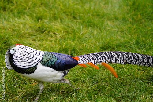 Lady Amherst's pheasant (Chrysolophus amherstiae) is a bird of the order Galliformes and the family Phasianidae. Vogelpark Walsrode, Germany. photo