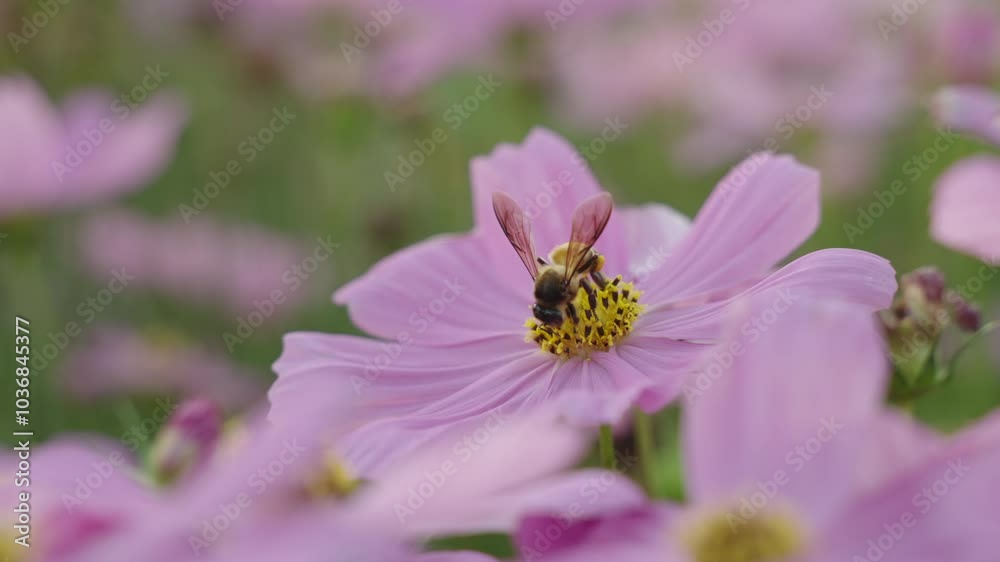 Slow motion close up B-roll bee insect collecting pollen for honey from pink flower in outdoor garden summer season. Nature animal insect outdoor B-roll footage concept. Slow motion close up B-roll bee insect collecting pollen for honey from pink flower in outdoor garden summer season. Nature animal insect outdoor B-roll footage concept.