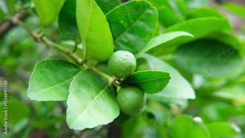 Fresh Kaffir lime plant and organic harvested vegetables in tropical garden