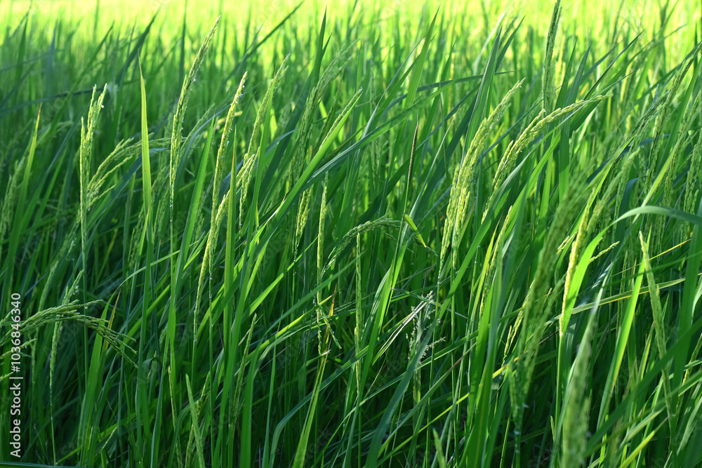 Rice fields, green rice plants and rice panicles Rice fields, green rice plants and rice panicles