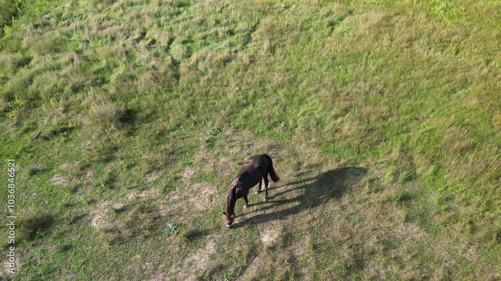 A dark brown horse standing in a grassy field, with a lush green forest in the background, on a sunny day in a peaceful countryside environment, aerial view A dark brown horse standing in a grassy field, with a lush green forest in the background, on a sunny day in a peaceful countryside environment, aerial view