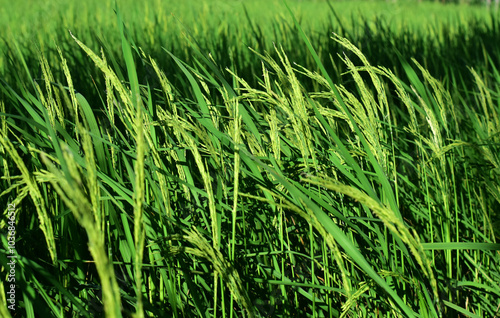 Rice fields, green rice plants and rice panicles