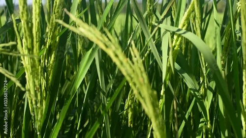 Ears of rice in a green rice field
