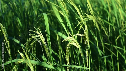 Ears of rice in a green rice field
