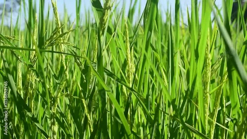 Ears of rice in a green rice field
