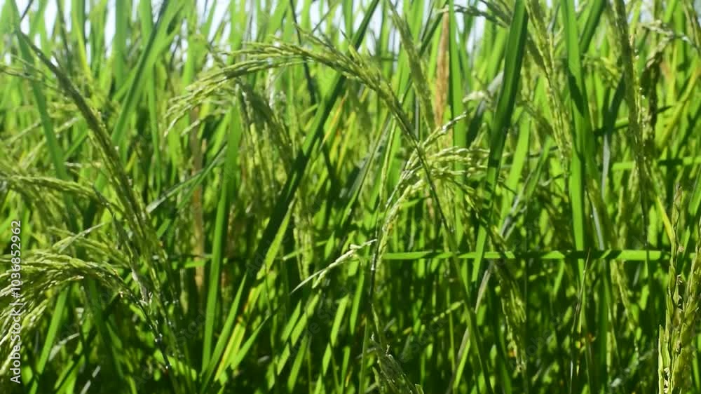 Ears of rice in a green rice field Ears of rice in a green rice field