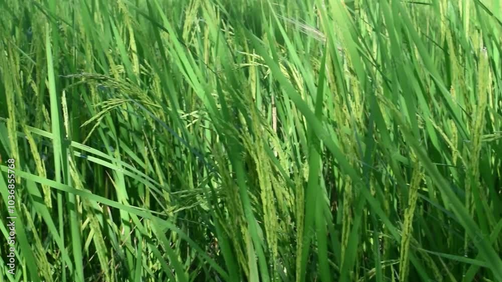 Ears of rice in a green rice field Ears of rice in a green rice field