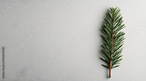 Single Pine Branch on White Background - Winter Nature Photography