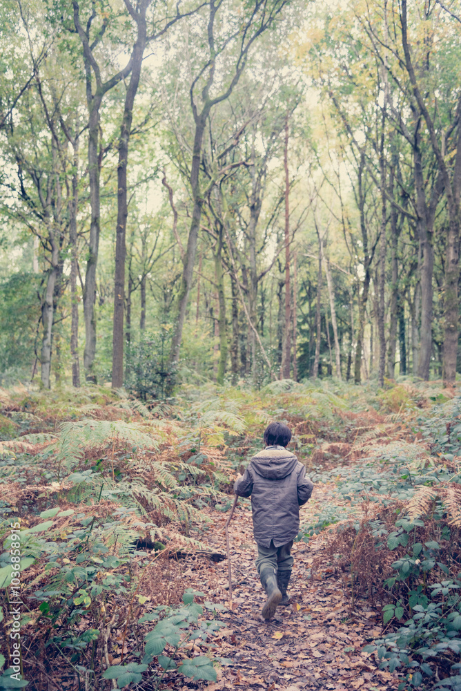 Naklejka premium Child hiking by English forest in Autumn November using a branch as walking stick. Beautiful autumnal colors in woodland with ferns. Nature immersion, healthy lifestyle, children outdoors concept.