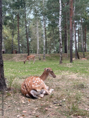 Animals in eco zoo,Wildlife,Ecosafari,feeding animals in the wild photo