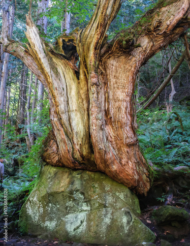 Bilde på lerret The Tateshina-Genseirin Primeval Forest, located in Nagano Prefecture, Japan, is home to ancient trees that have adapted to grow around large boulders left by volcanic activity