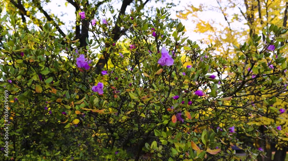 A bush filled with vibrant purple flowers blooms among autumn foliage in a serene garden setting. The contrast between the purple blossoms and the green and yellow leaves creates a beautiful seasonal A bush filled with vibrant purple flowers blooms among autumn foliage in a serene garden setting. The contrast between the purple blossoms and the green and yellow leaves creates a beautiful seasonal