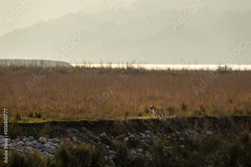 Wild royal bengal tiger or panthera tigris standing in backlight in vast and scenic landscape of dhikala zone in winter season safari at jim corbett national park forest reserve uttarakhand india asia