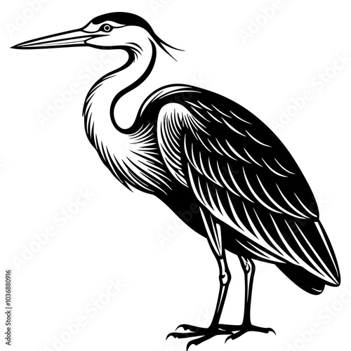 heron ardea cinerea