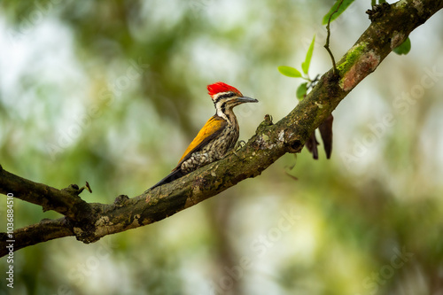 Himalayan flameback or goldenback woodpecker or three toed woodpecker or Dinopium shorii male bird perch in natural scenic green background at pilibhit national park tiger reserve uttar pradesh india photo