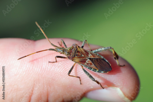 Adult Western conifer seed bug, Leptoglossus occidentalis. In autumn looking for a place to overwinter, often entering houses. Insect on the finger. 