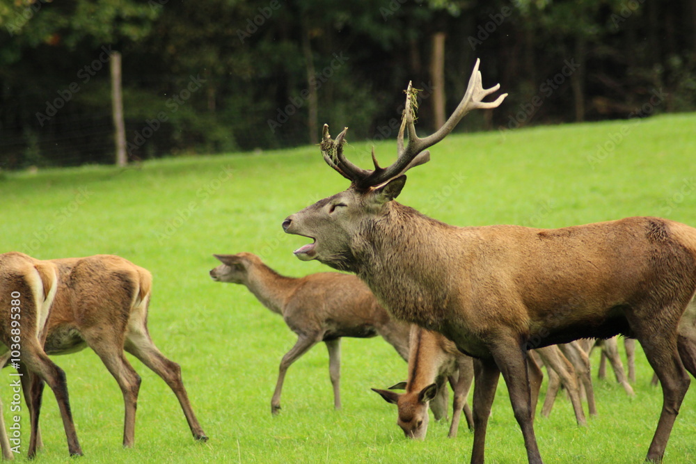 Fototapeta premium Male red deer with impressive antlers on a green meadow