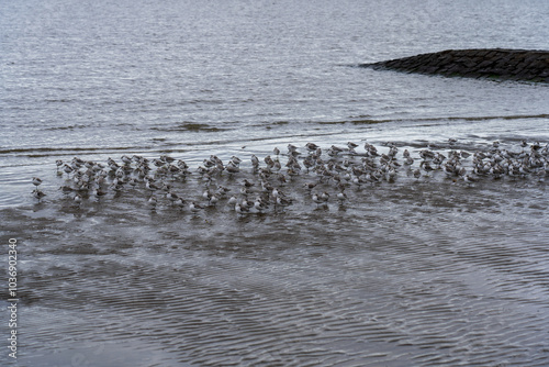 Small seabirds swarm looking for food photo